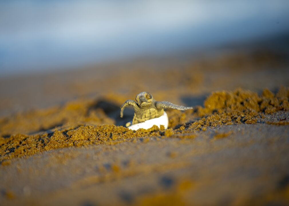 A loggerhead hatchling begins its journey to the sea
